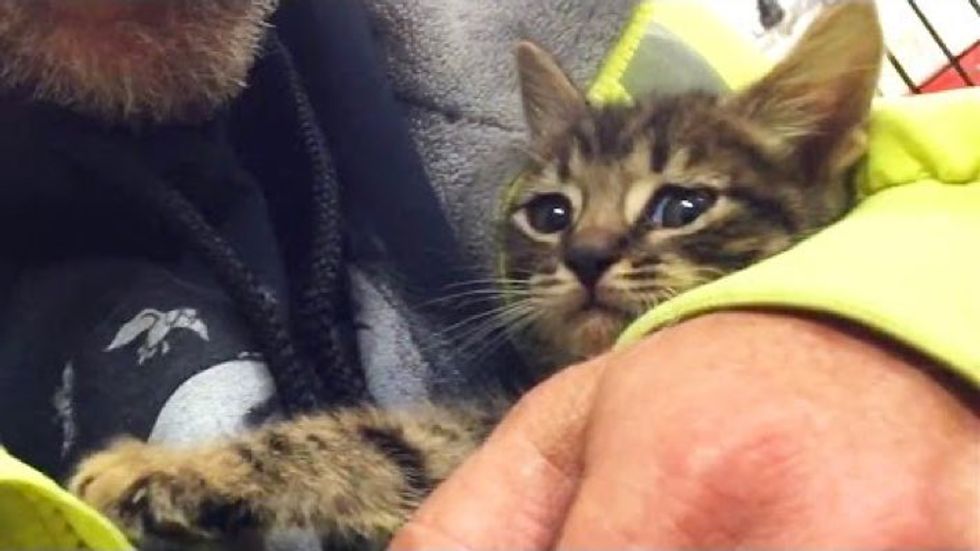Kitten Trapped Underground Saved After Over 33 Hours. They Refused to Give Up!