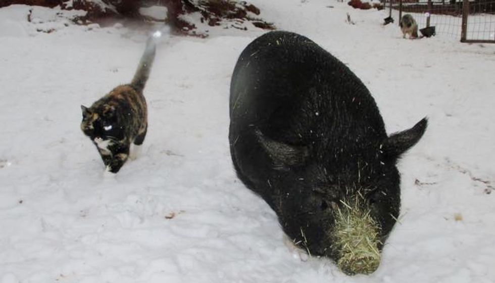 Feral Cat Becomes Guardian to Rescued Homeless Pigs