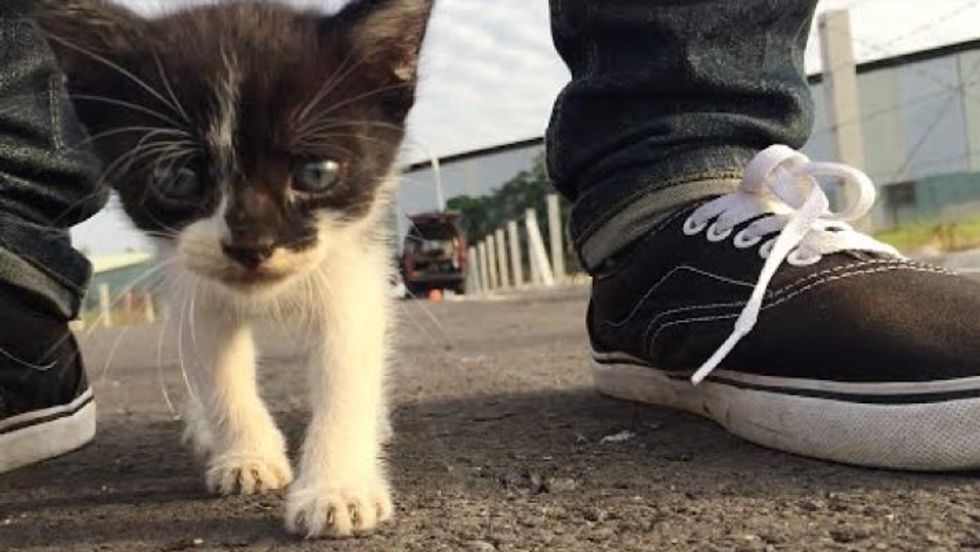 Tiny Stray Kitten Following His Human Friend Around Like a Duckling