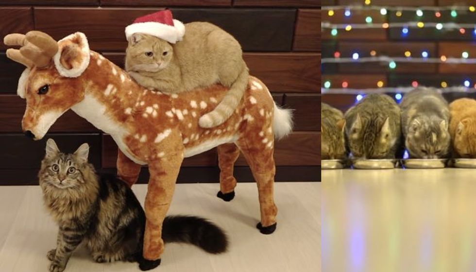 House of 10 Cats Have Meowy Christmas, Even Ride Reindeer