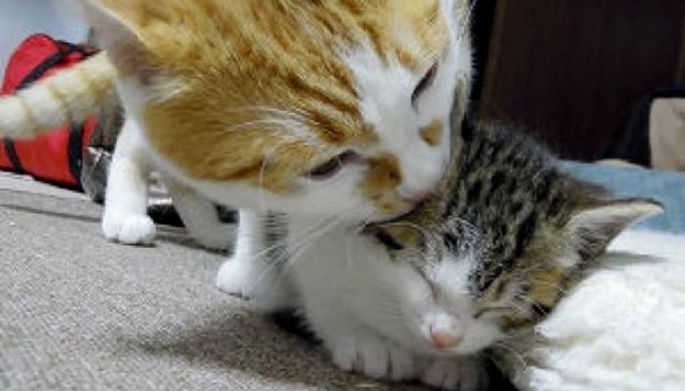 Big Kitty Adopts Small Kitty and Raises Him Like Family
