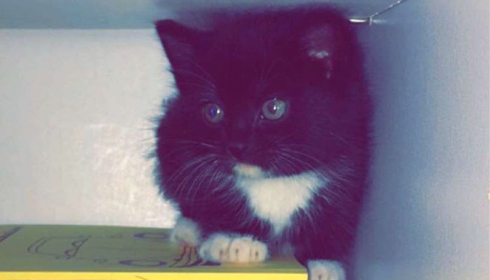 Kitten Found in Woods, Rescued in Time for His First Christmas