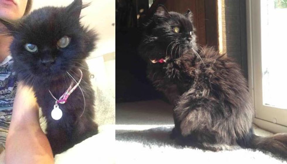 Woman Saves Senior Cat Who Couldn't Find a Home and Helps Get Her Fluff and Life Back!