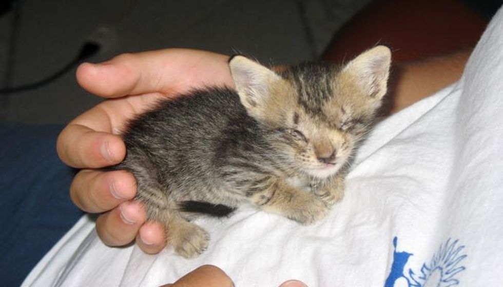 Blind Kitten Saved by Man Who Never Gave Up on Her, Then and Now!
