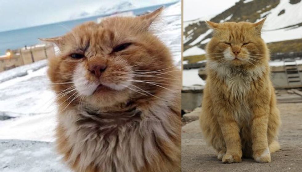 Ginger Cat Registered as Arctic Fox on Paper from Svalbard Archipelago...
