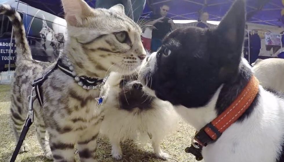 Confident Cat Meets 50 Dogs and Shows Them His Friendship