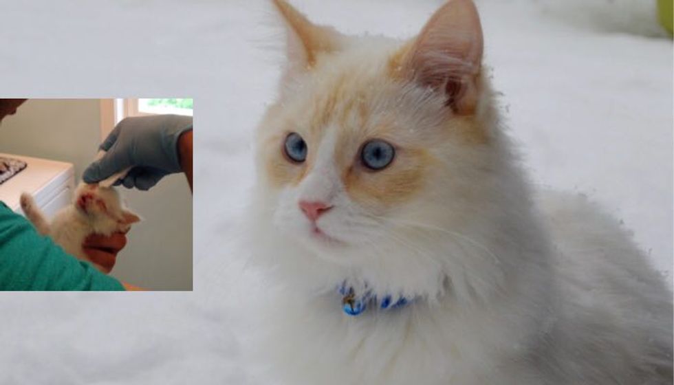 Scrawny Kitten Found in Bush Has Fluffed Up and Loving His First Snow