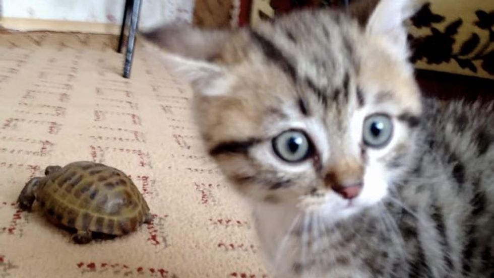 Poofed Up Kitten Walks on Two Paws to Get Turtle's Attention