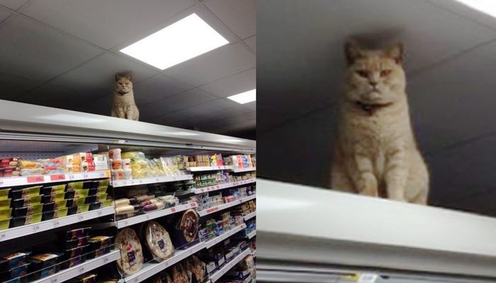 Cat Refuses to Leave His Supermarket Shelf Perch No Matter How Many Times Staff Tries