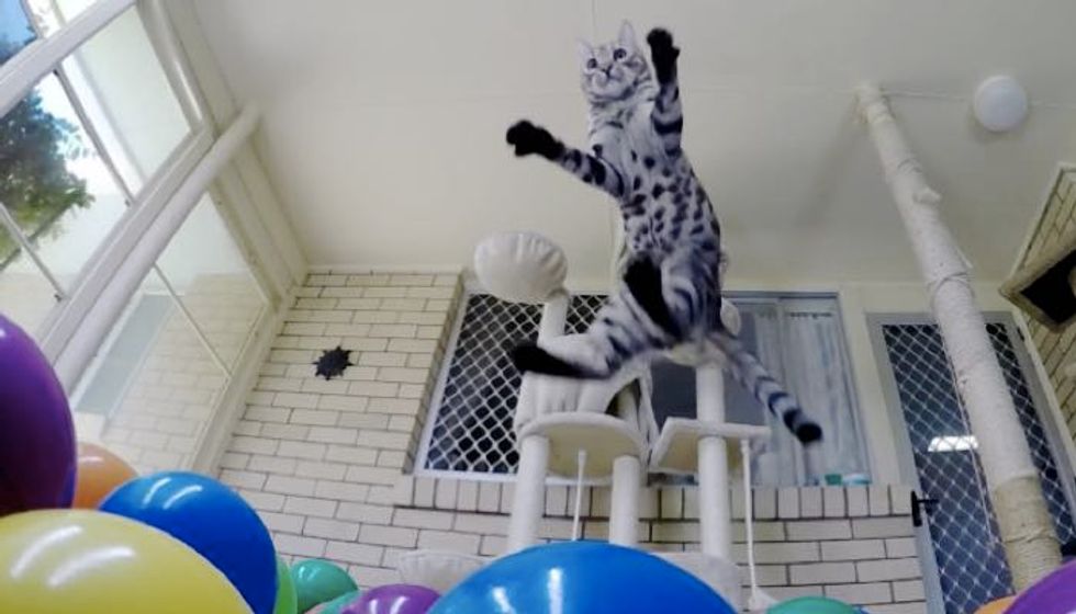Cat Discovers His Own Ball Pit! He Just Keeps Jumpin'