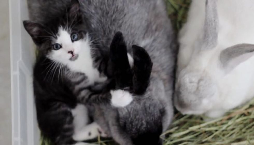 Rescue Kitty Raised by Rabbits Now Thinks She's Part Bunny!