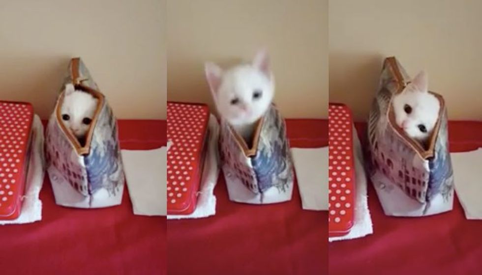 Tiny Kitty Plays Super Fast Peekaboo from His Mom's Bag