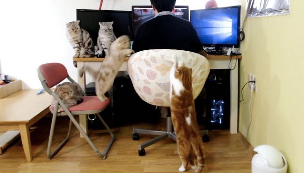 Five Cats Work Together to Remind Their Human of Mealtime