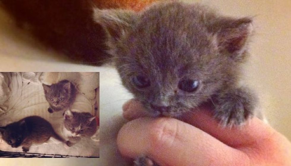 3 Abandoned Kittens Given a Second Chance, Now They Can't Stop the Love!