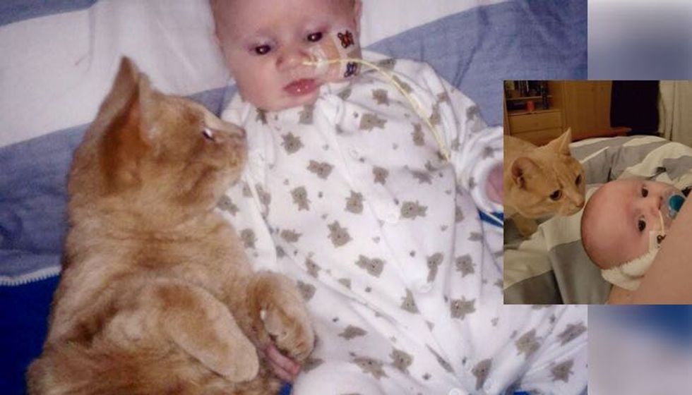 Cat Stayed by His Baby Brother and Helped his Broken Heart Heal