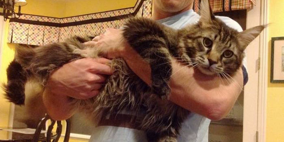 Big Maine Coon Cat Mistaken for Bobcat by Passers By Love Meow