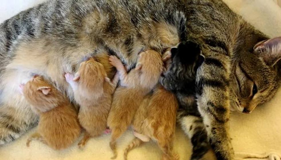Tabby Cat Saved from Harsh Cold Surprises Rescuers with 5 Ginger Boys and One Torbie Girl