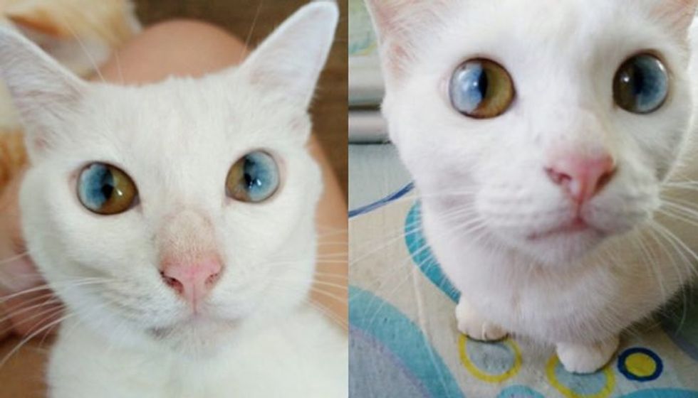 This Cat Has the Most Beautiful and Magical Eyes!