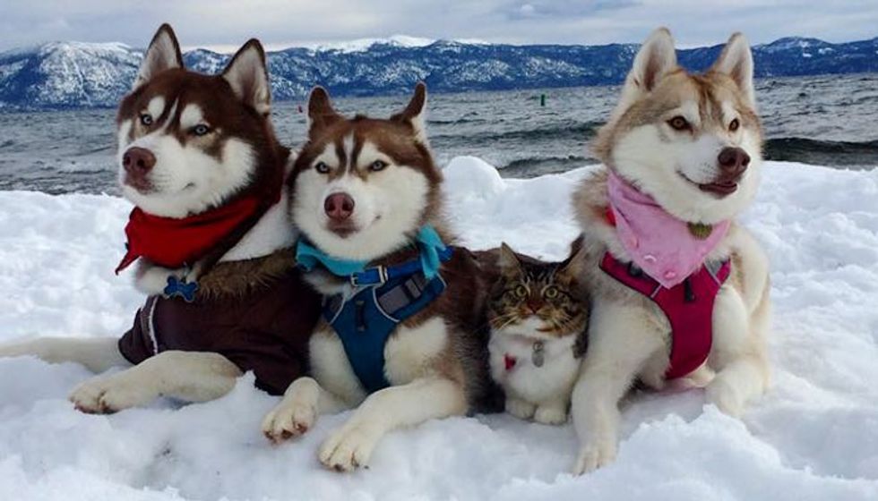 Kitten Saved by Loving Dog Now is Part of Husky Pack...