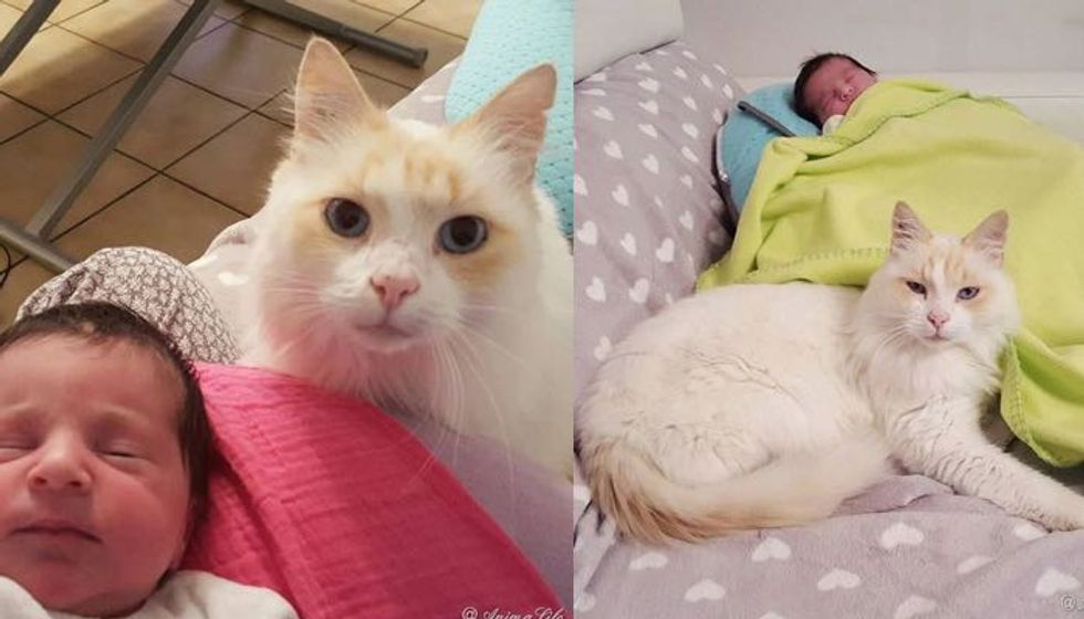 Cat Began Cuddling Baby Sister Before She was Even Born. He Hasn't Left Her Side