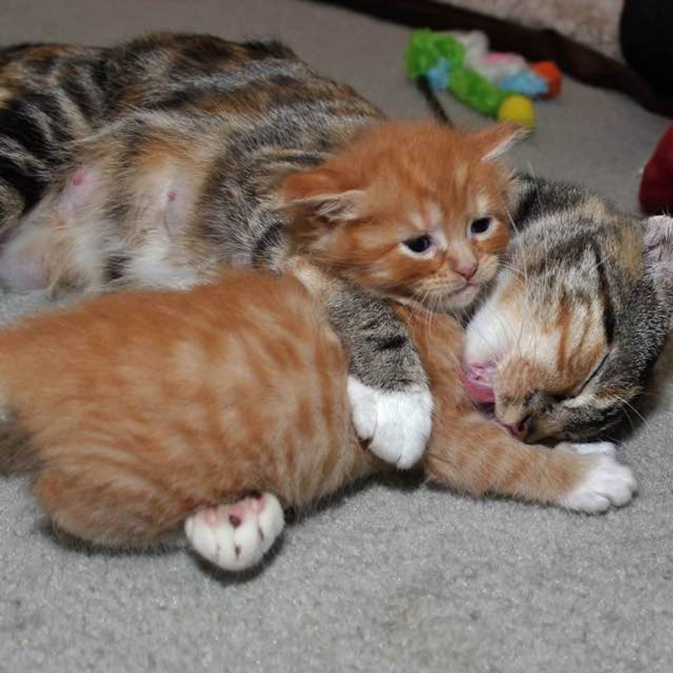 Stray Cat Mama Found Help to Safe Place Right Before She Gave Birth to ...