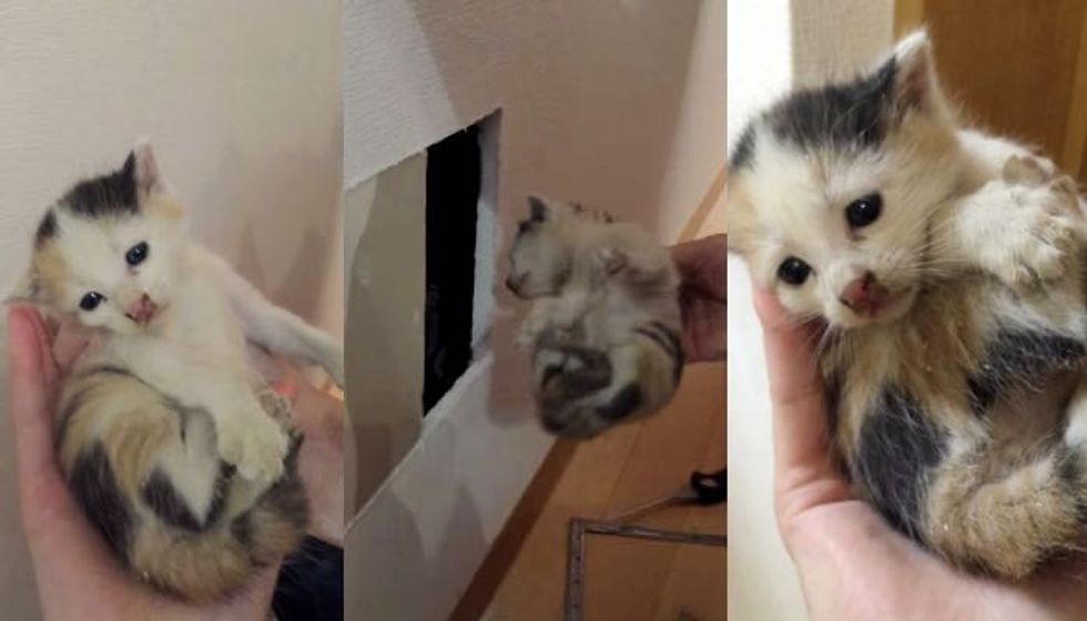 Woman Hears a Kitten Inside a Wall, Spends Hours Searching and Finds this..