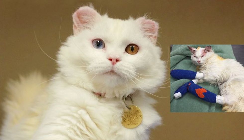 Cat who Suffered Burns Finds Love and Home with Burn Survivor