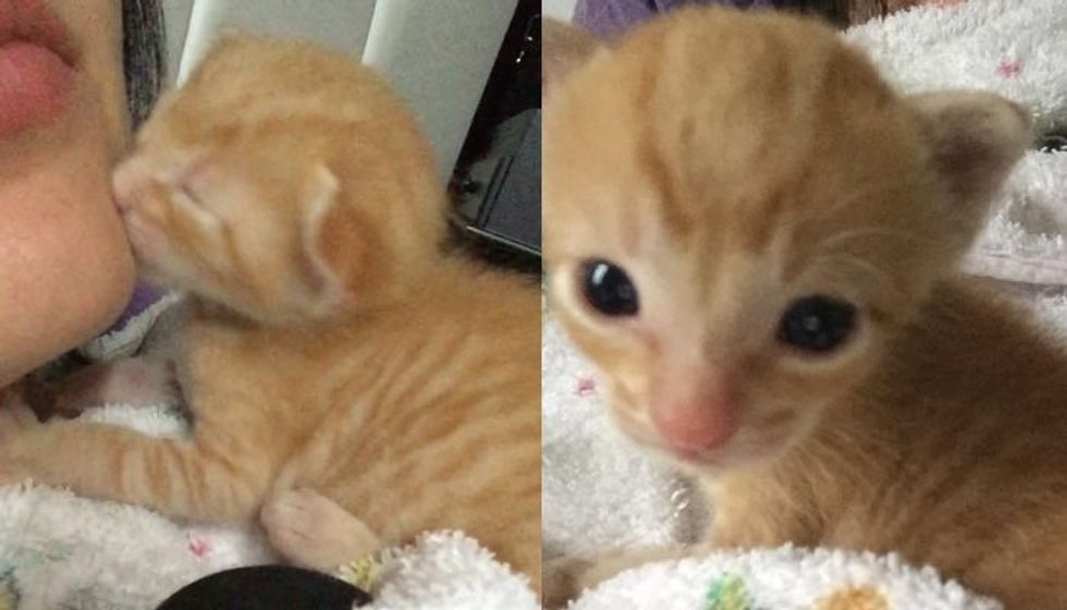 Orphaned Kitten Found Crying for His Mom, So They Got Him a New Mama