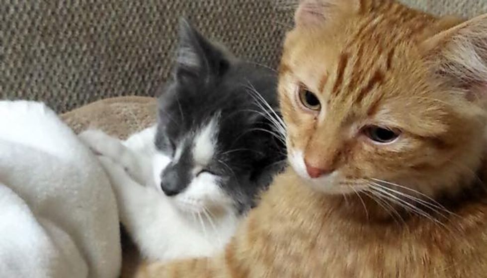 Homeless Kitten Surprises Family When He Follows Their Cat Home
