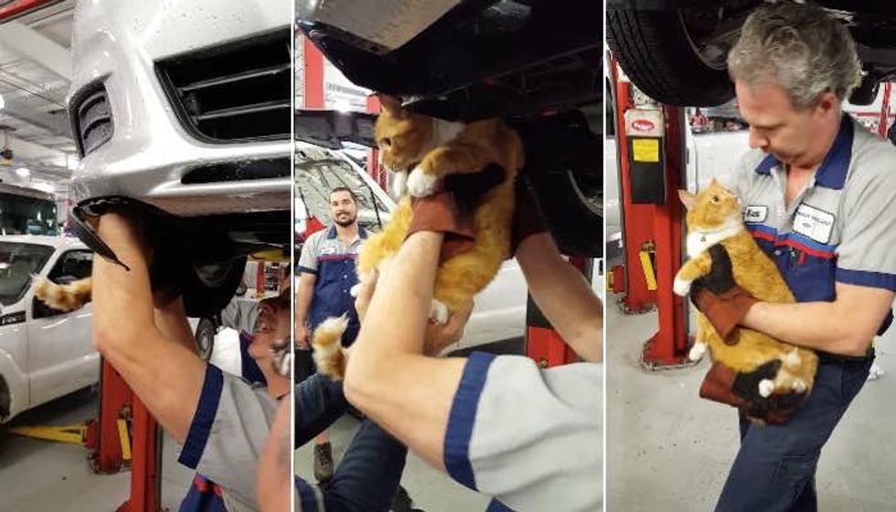 Mechanic Heard a Meow from a Car, Couldn't Believe What They Found..