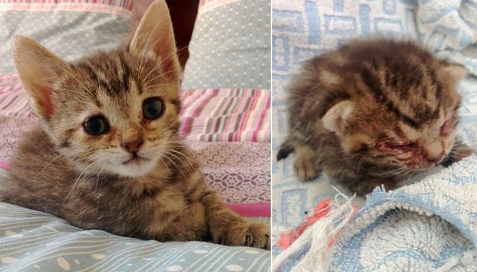 Lifeless Kitten Found on Doorstep Turned Around by Love