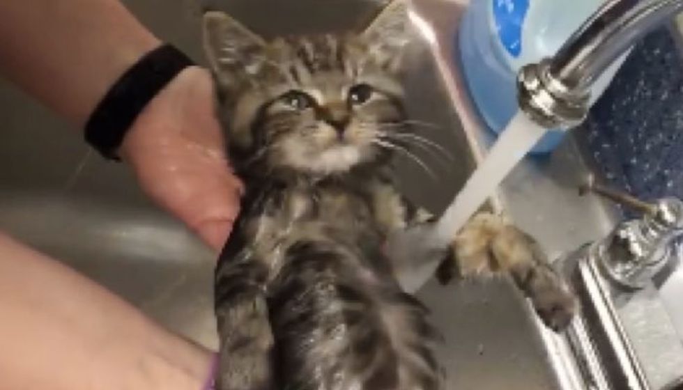 Rescue Kitten Surprised Everyone How Much He Enjoyed Bath
