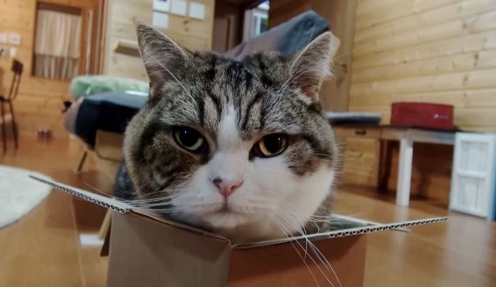 Maru Tries to Fit in a Box Half His Size