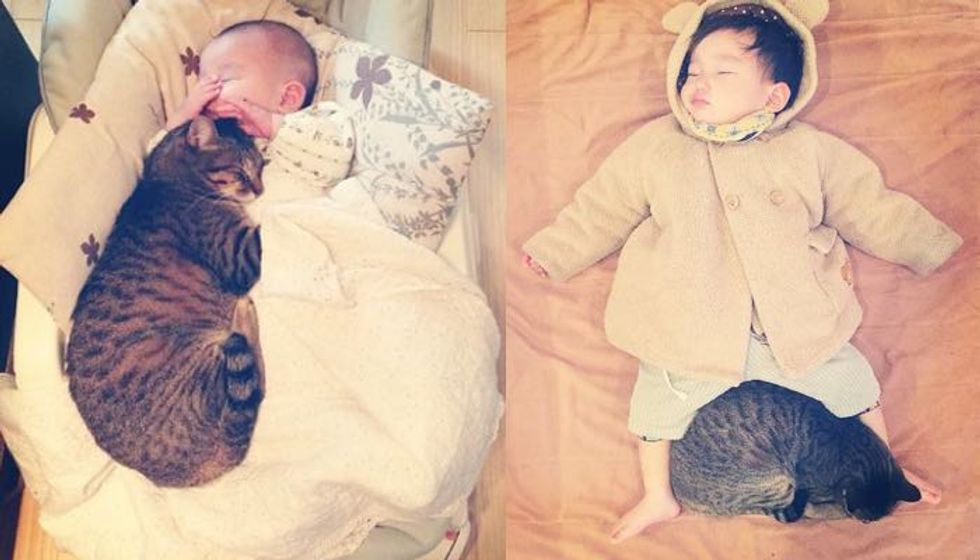 Tabby Cat and His Baby Brother Growing Up Together! (10+ photos)