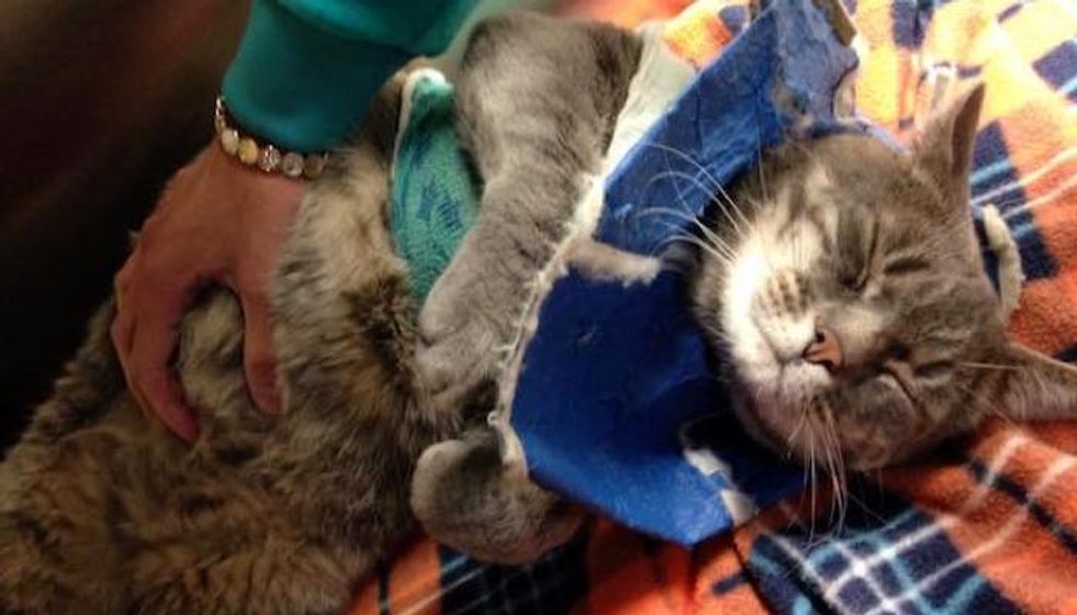 "Ferocious Feral" who Survived a Year Tangled Up Surprises Rescuers with His Change