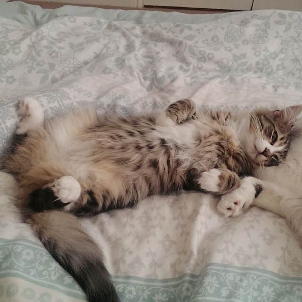 Missing Cat Surprised His Family After He Was Found Bigger Fluffier In