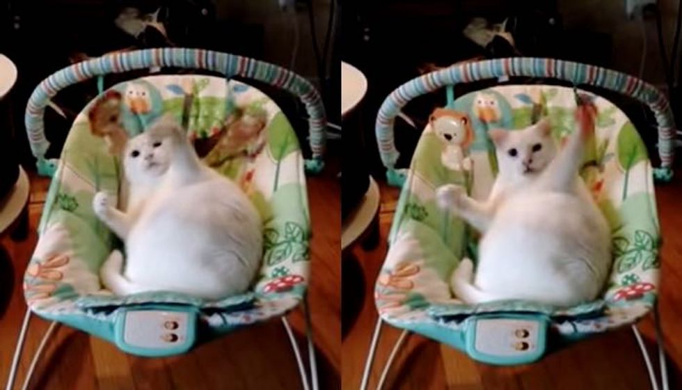 Cat Has More Fun with Baby Swing than Actual Baby