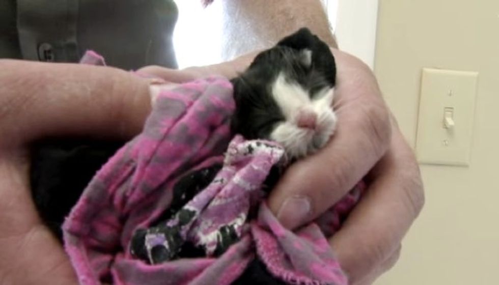 Two Day Old Orphaned Kitten's Life Completely Changed in 16 Weeks
