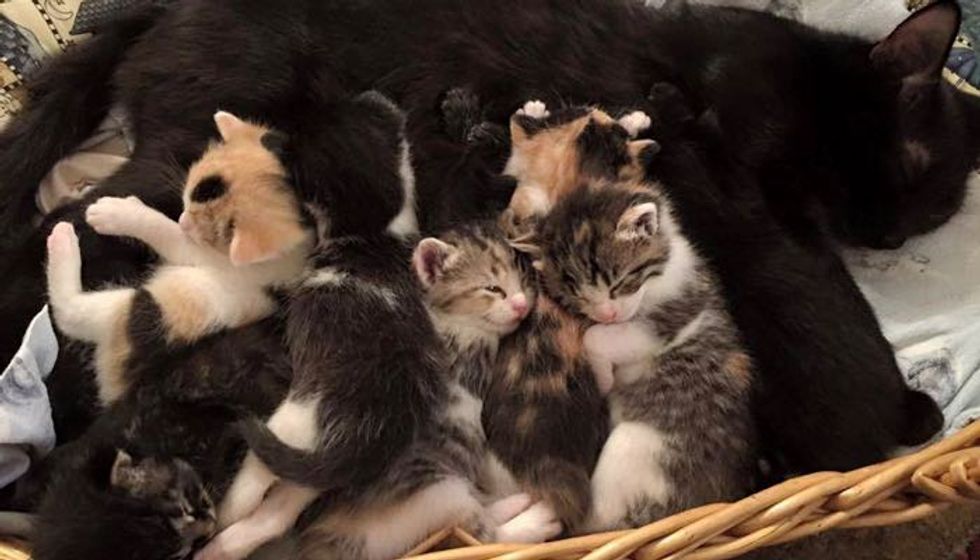 Cat Mama and Her Eight Babies Lost Their Home But Now Found Hope