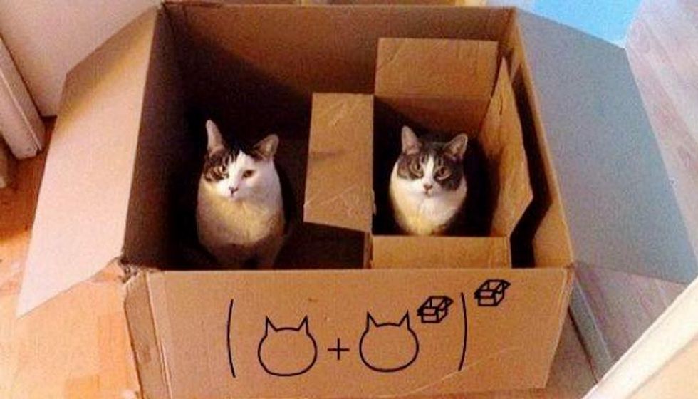 Cats Explain Mathematics in a Purrfect Way! (10+ pics)