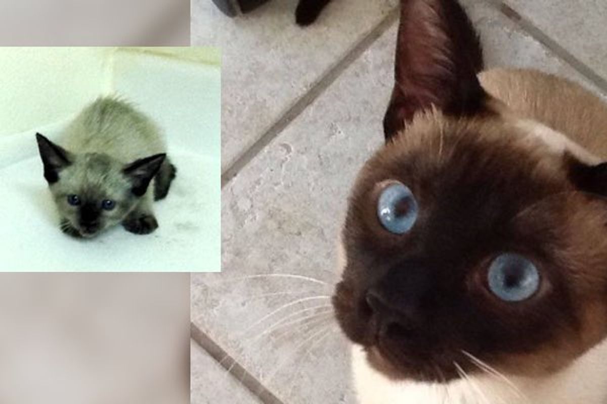 Kitten Found in Desert Surprises Her Rescuer How Far She Has Come