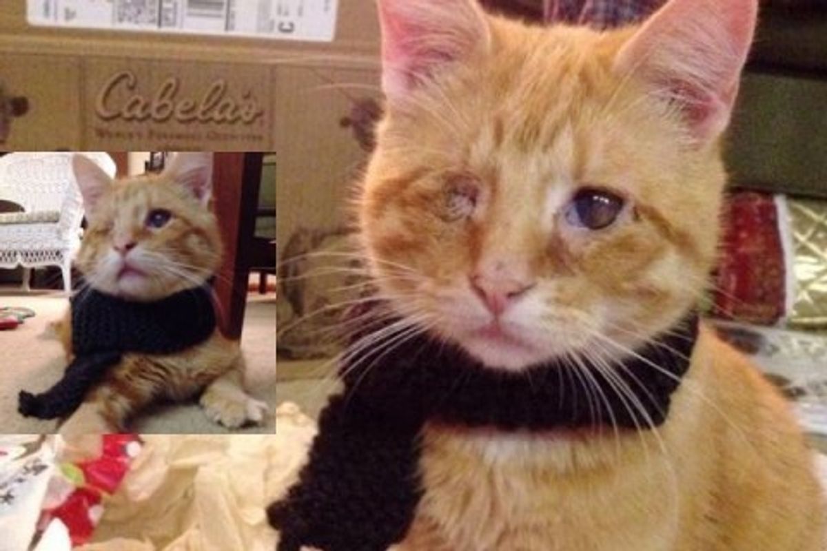 Blind Cat Saved from Roadside Finds Love and Warmth!