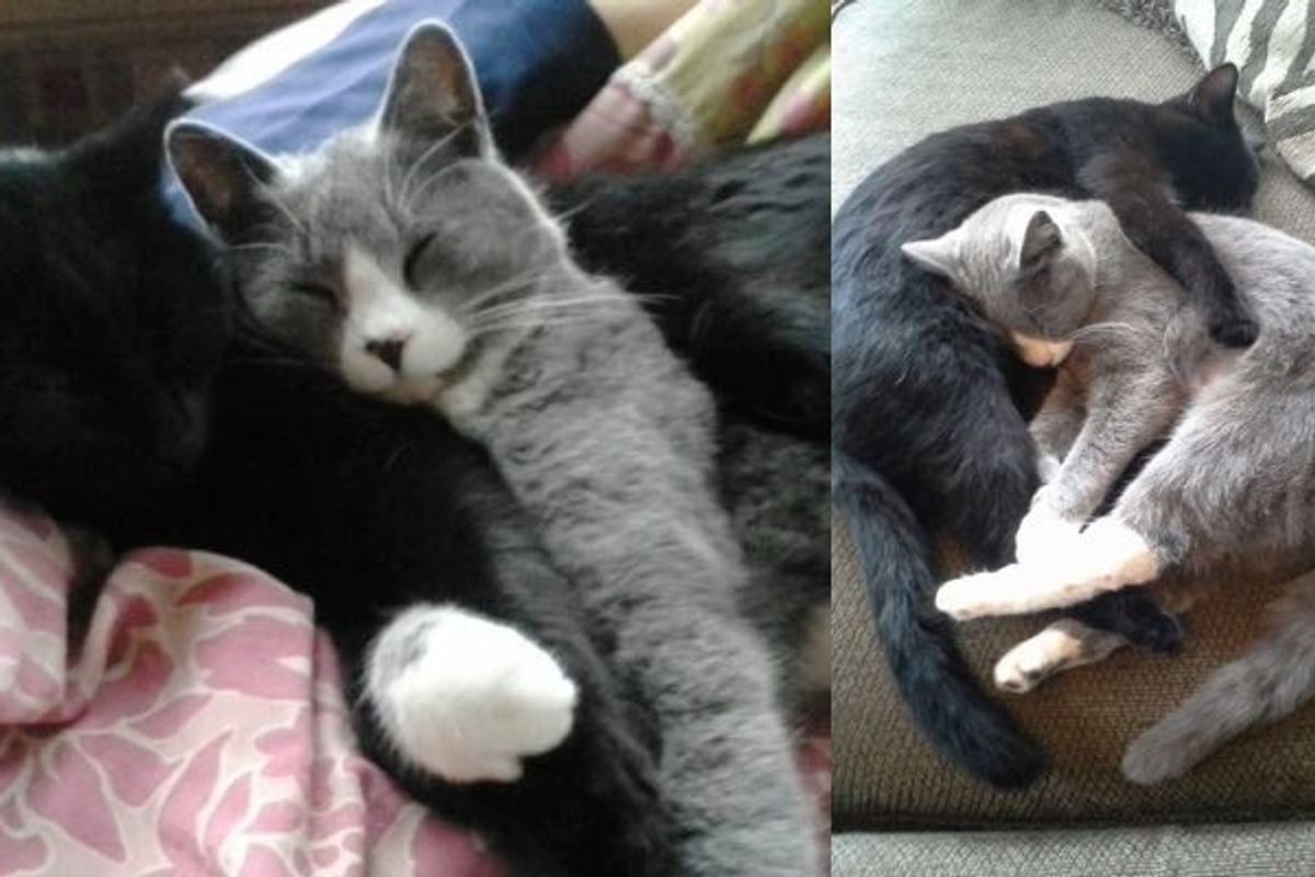 Two Adopted Kittens Haven’t Stopped Cuddling Since the Day They Found Each Other