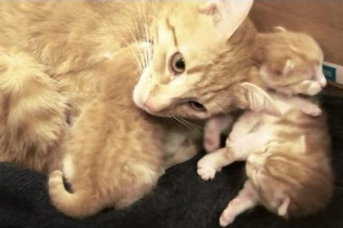 ginger cat mother talks to kitten babies