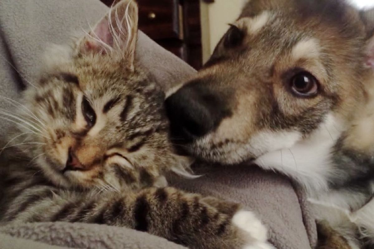 puppy adopted kitten from shelter inseparable friends