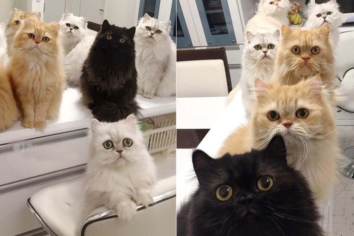 12 cats begging for food every meal time