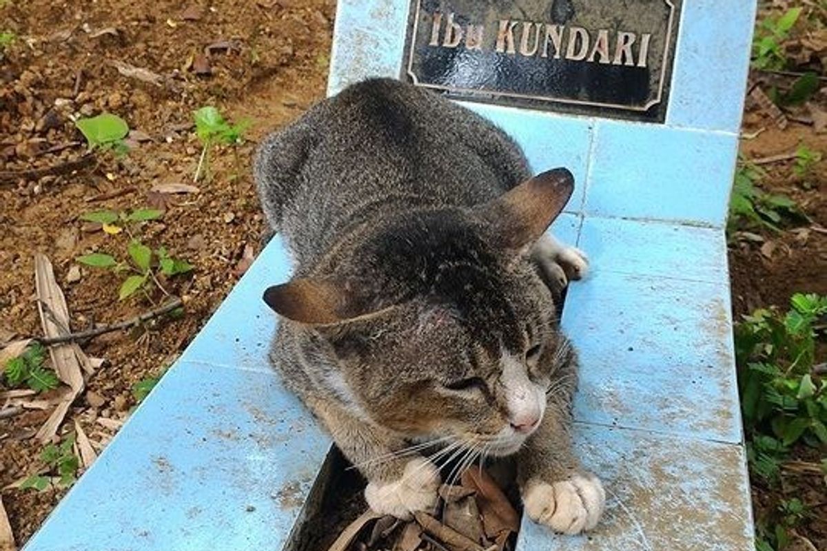 This handsome tabby guy rolling around on the graveyard