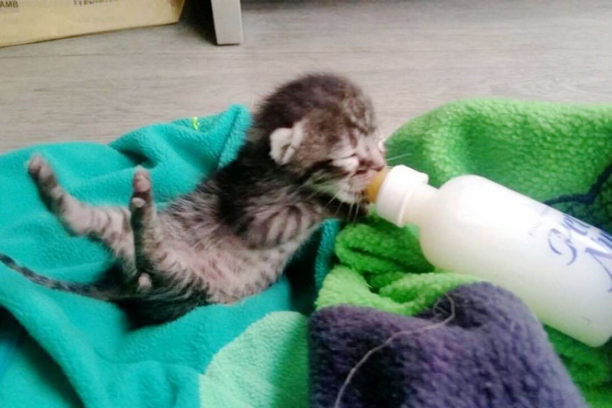 orphaned newborn kitten found on doorstep saved