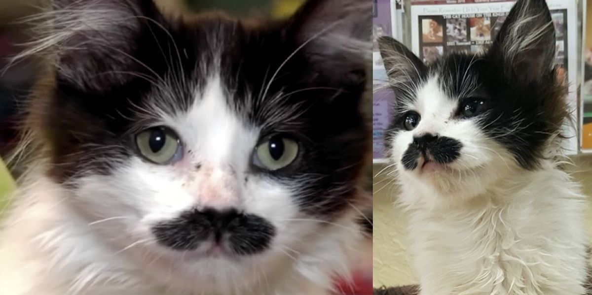 Kitten with Purrfect Stache Found Abandoned in Donation Drop-box - Love ...