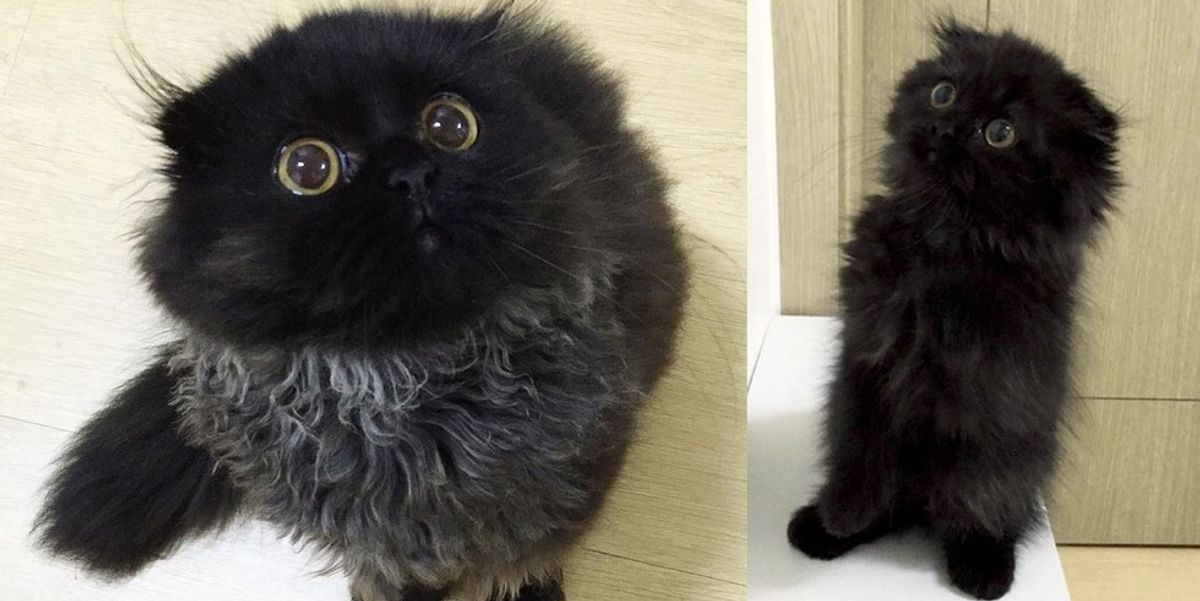 Just When They Think Their Cat Can't Get Any Cuter and Fluffier Love Meow